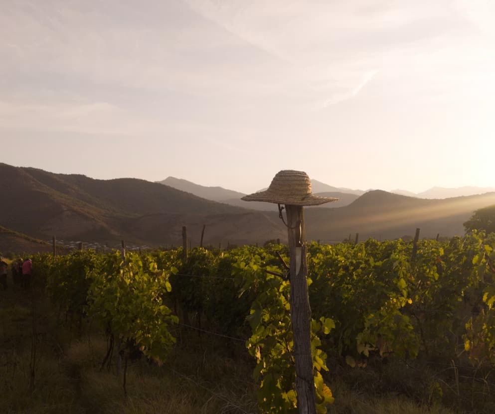 Kakheti vineyard